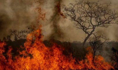 Incêndios florestais intensos com grandes chamas e fumaça densa, árvores ao fundo parcialmente queimadas.