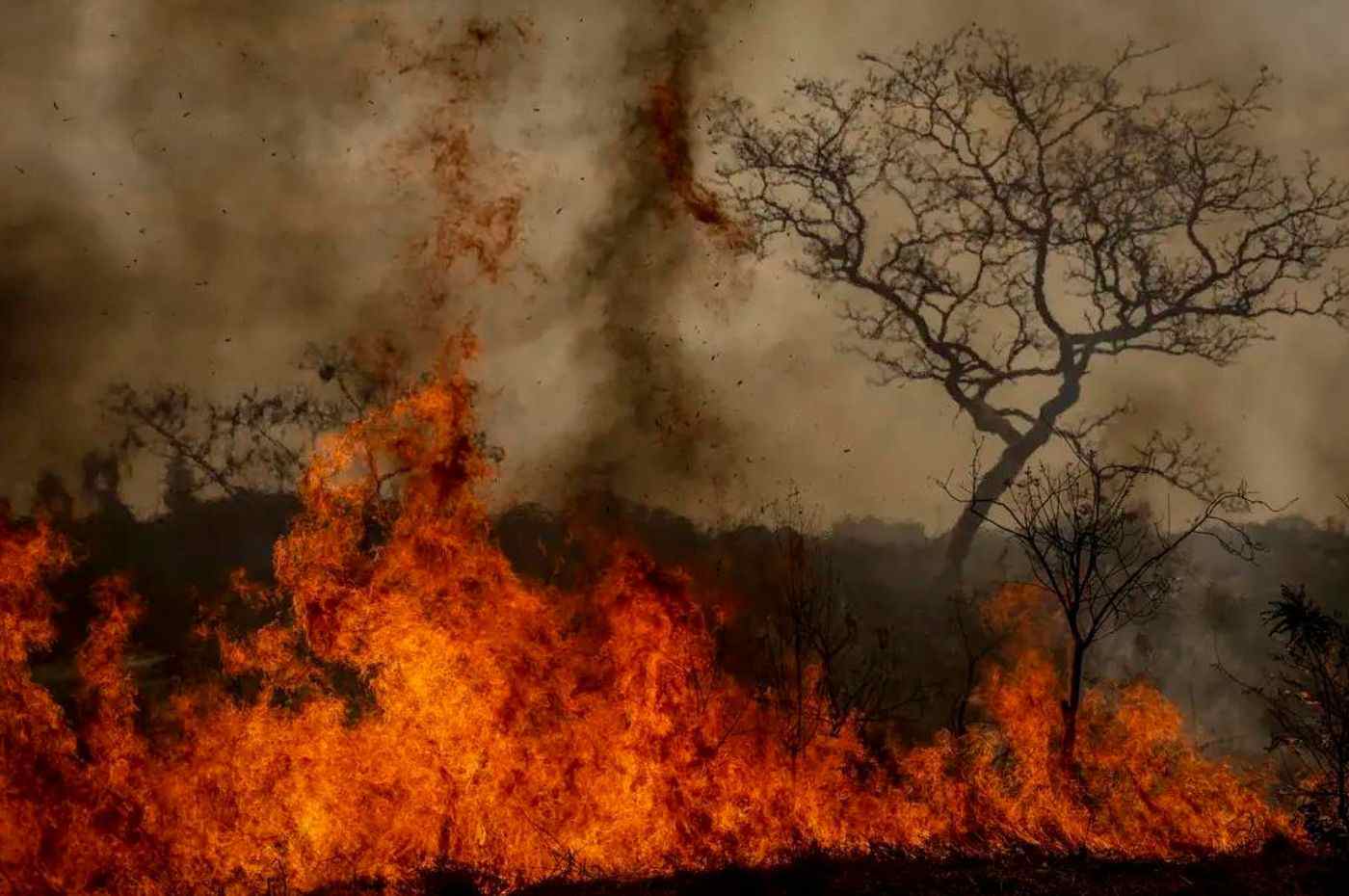 Incêndios florestais intensos com grandes chamas e fumaça densa, árvores ao fundo parcialmente queimadas.