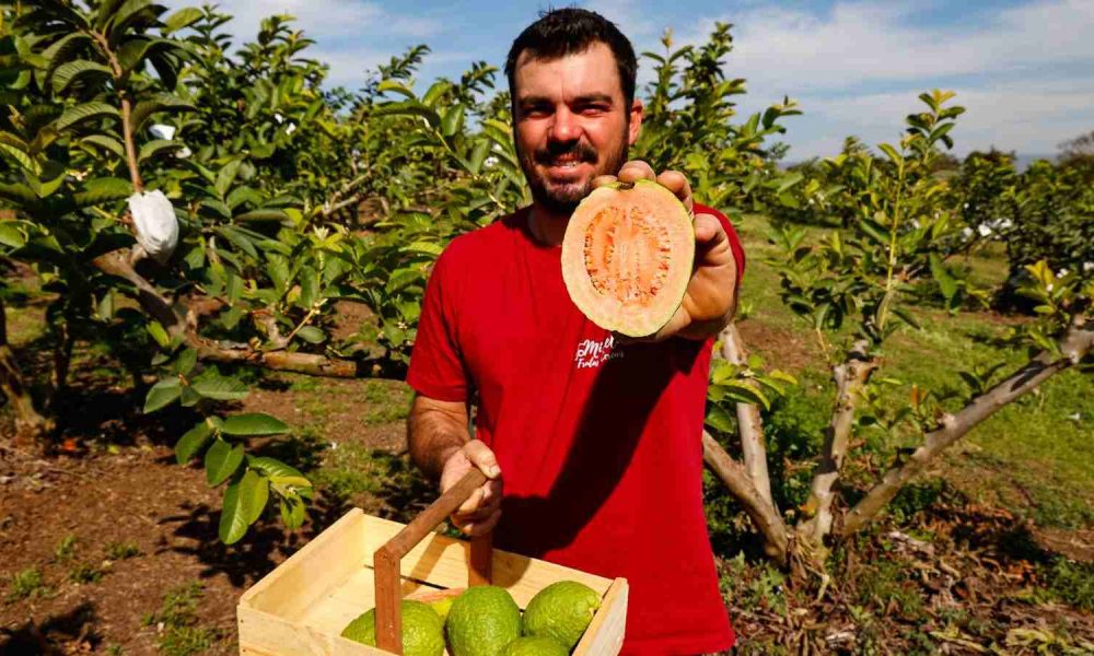 Em Jundiaí, o visitante pode colher sua própria goiaba nas plantações.