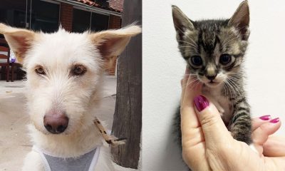 Dois dos animais disponíveis na Feirinha de Adoção do Maxi