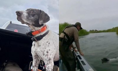 Cachorro é resgatado de rio