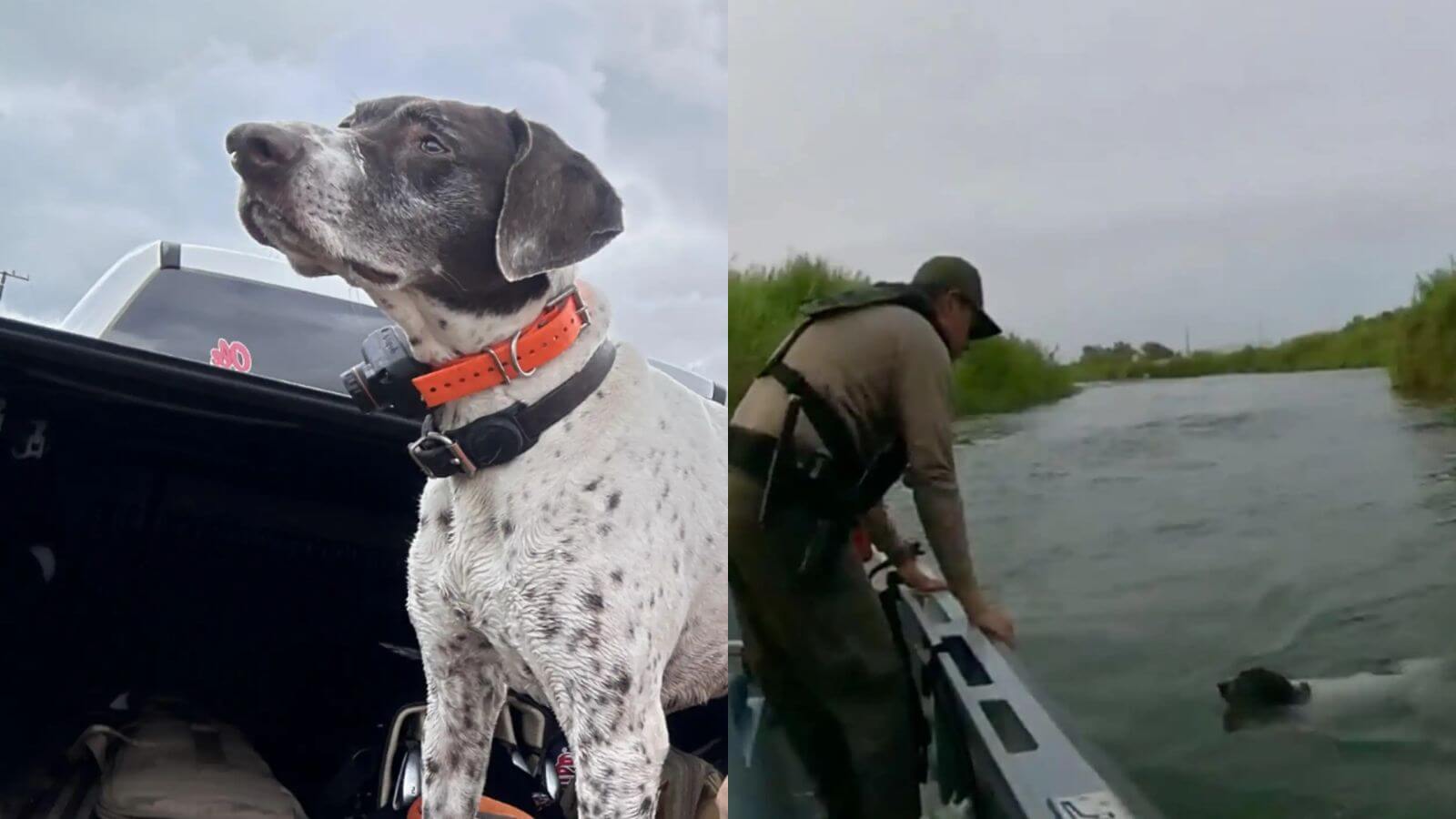 Cachorro é resgatado de rio