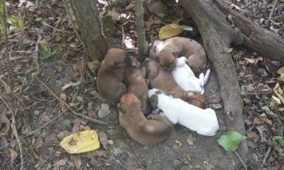 Mamãe e filhotes abandonados na floresta