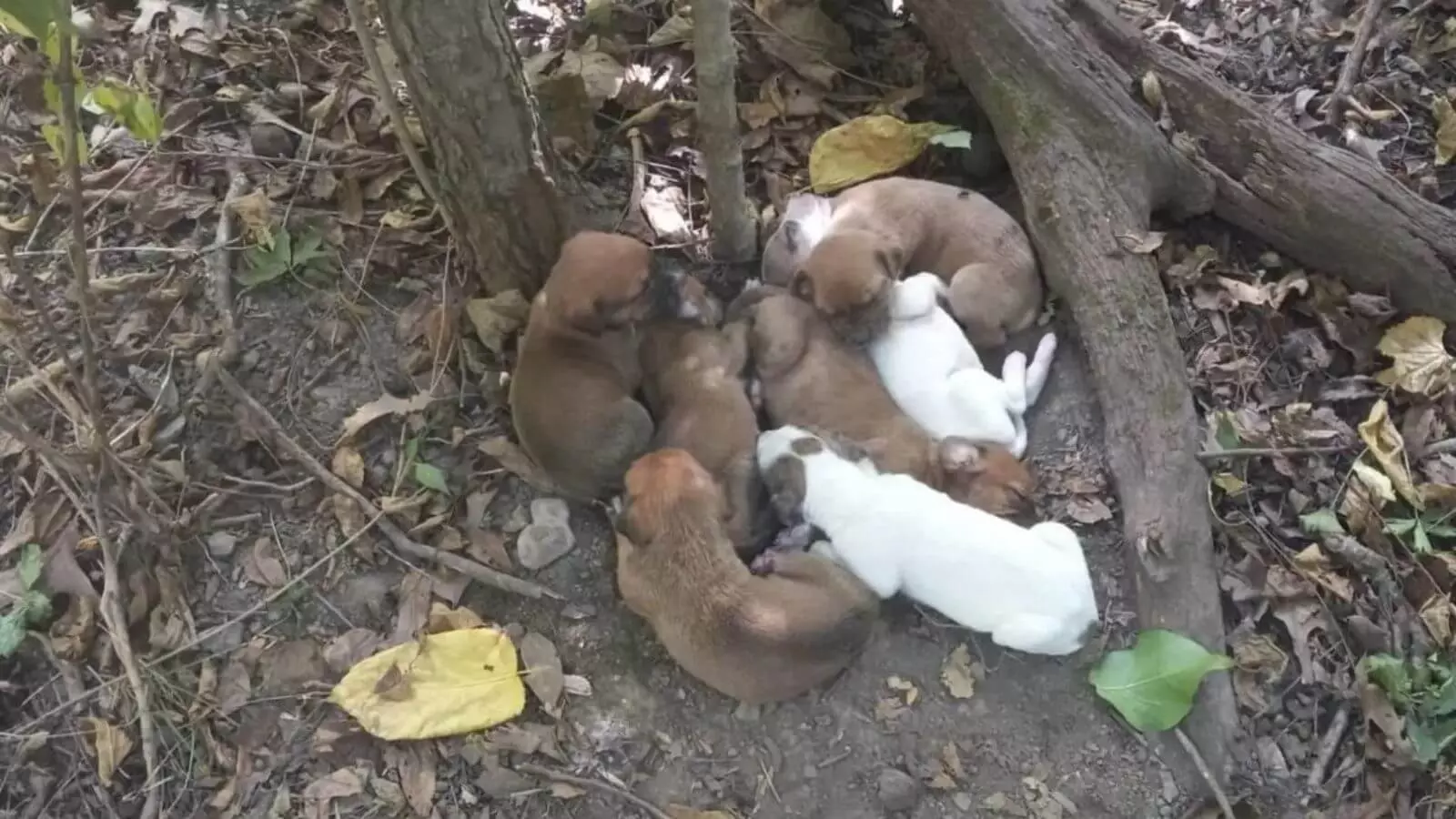 Mamãe e filhotes abandonados na floresta