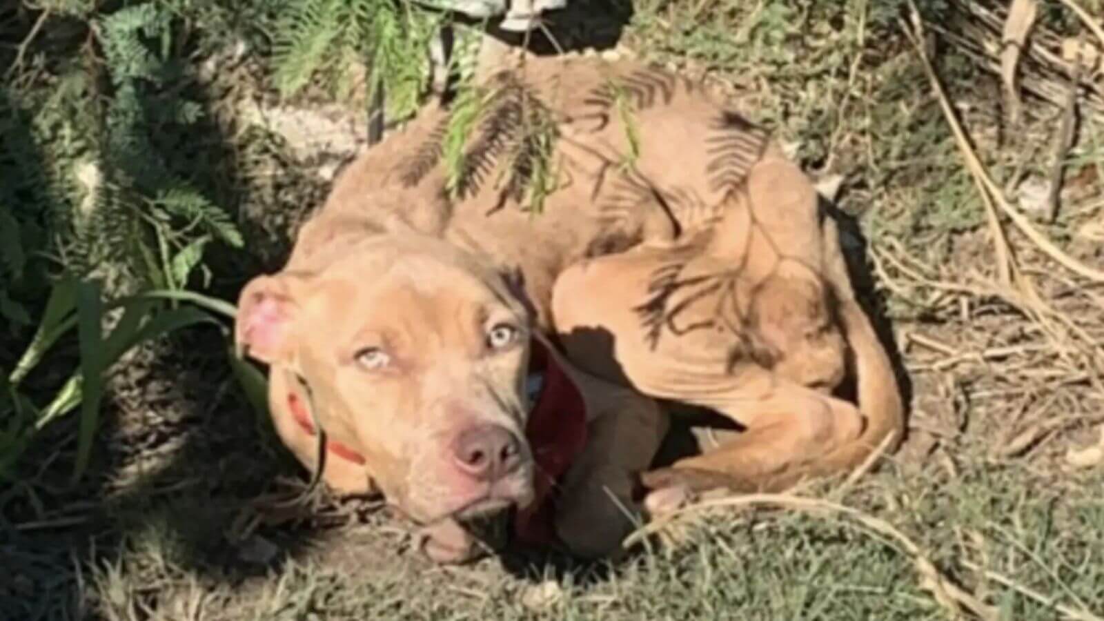 Cachorro amarrado a um poste no meio do nada