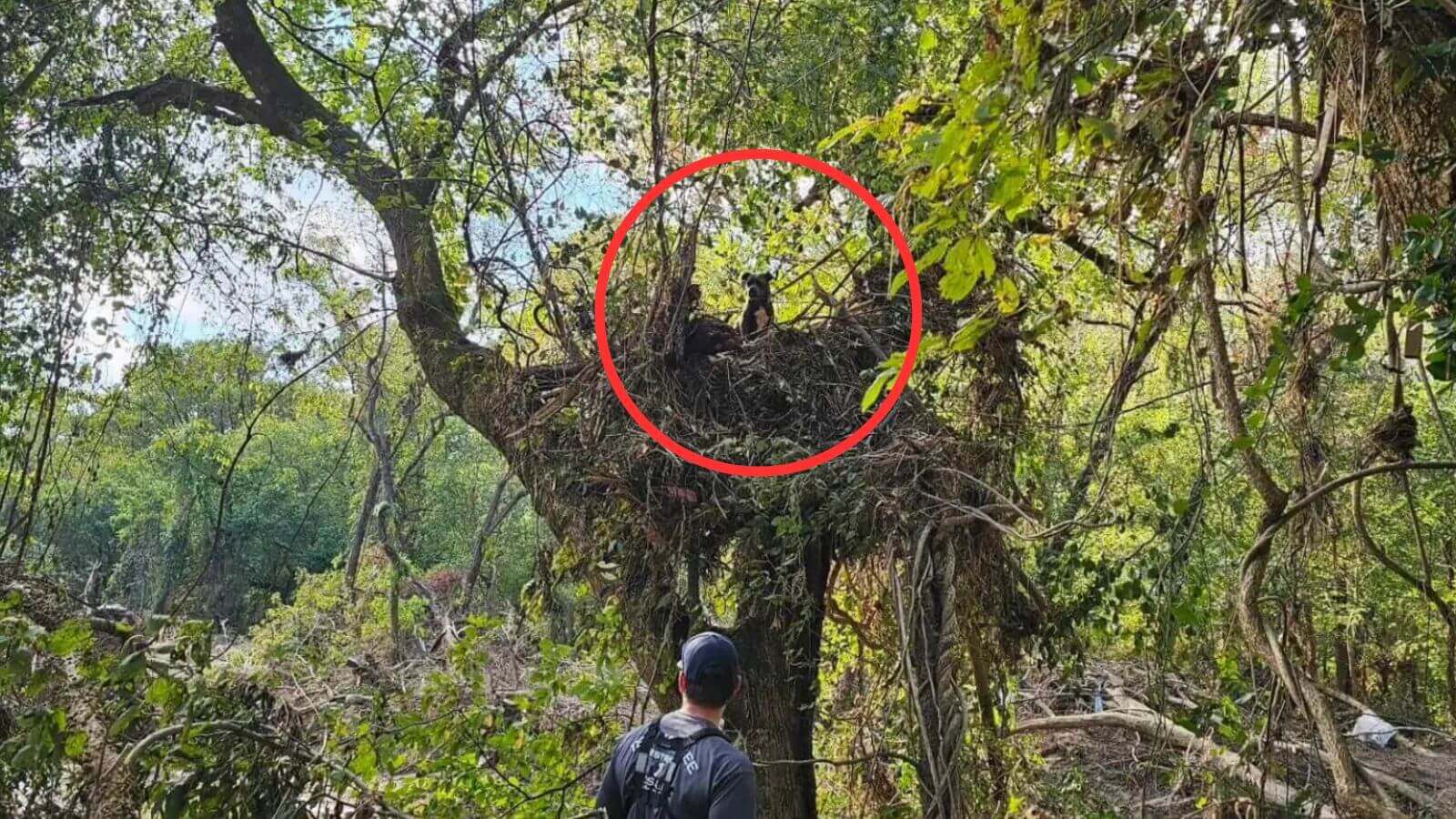 Cachorro arrastado por enchente é encontrado dias depois preso em uma árvore