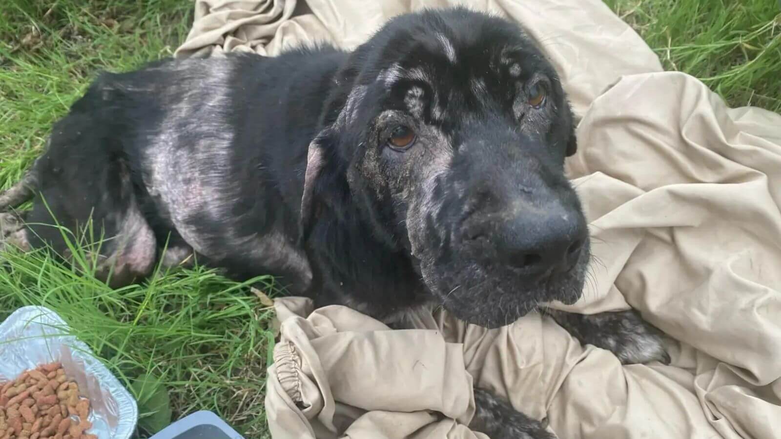 Cachorro ferido e abandonado