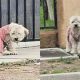 Cachorro de vestido rosa abandonado