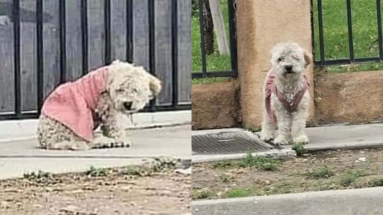 Cachorro de vestido rosa abandonado