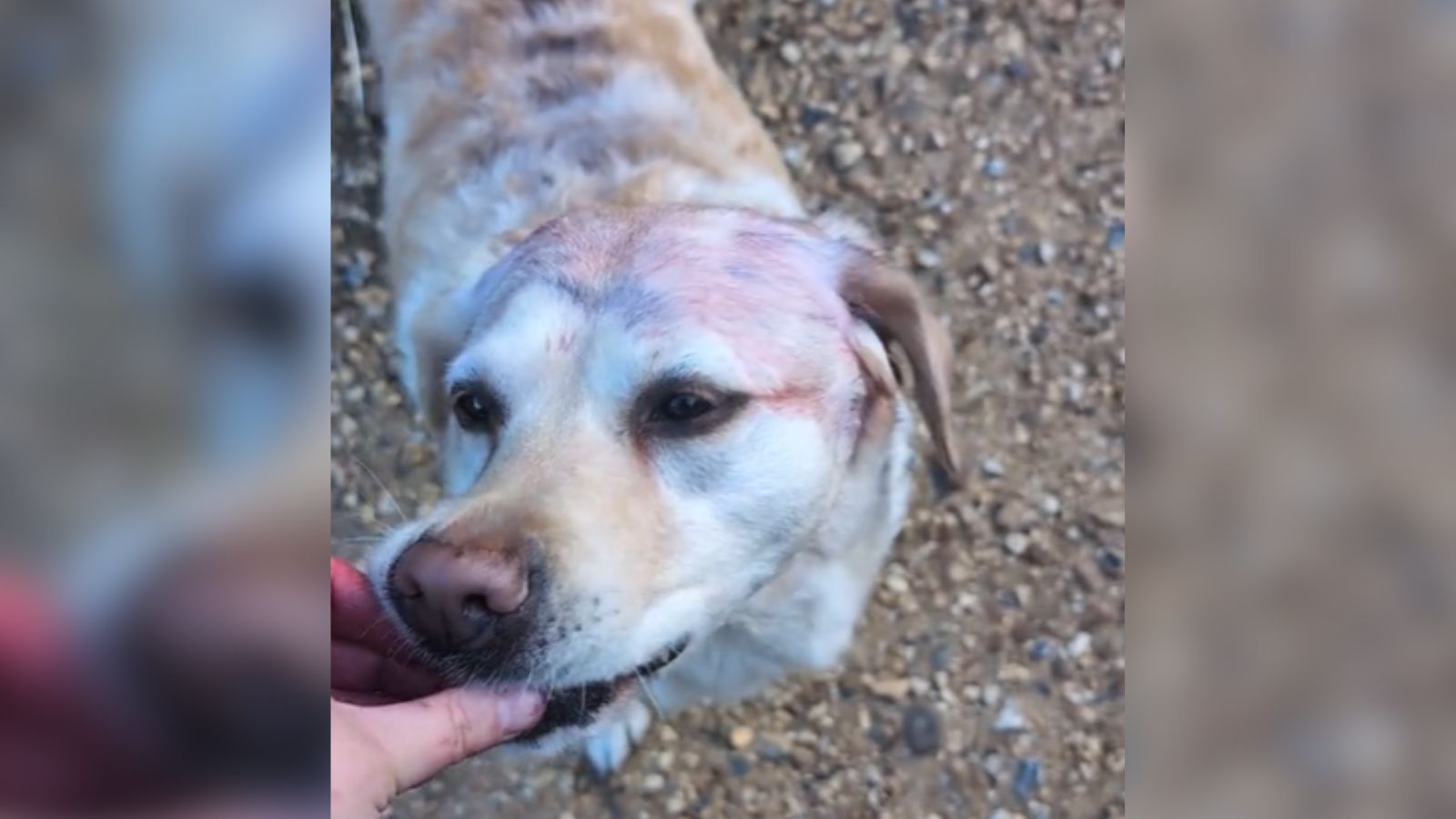 Cachorro fica com pelo roxo