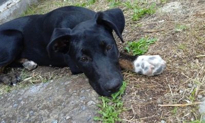 Cachorro jogado na calçada encontra melhor amiga