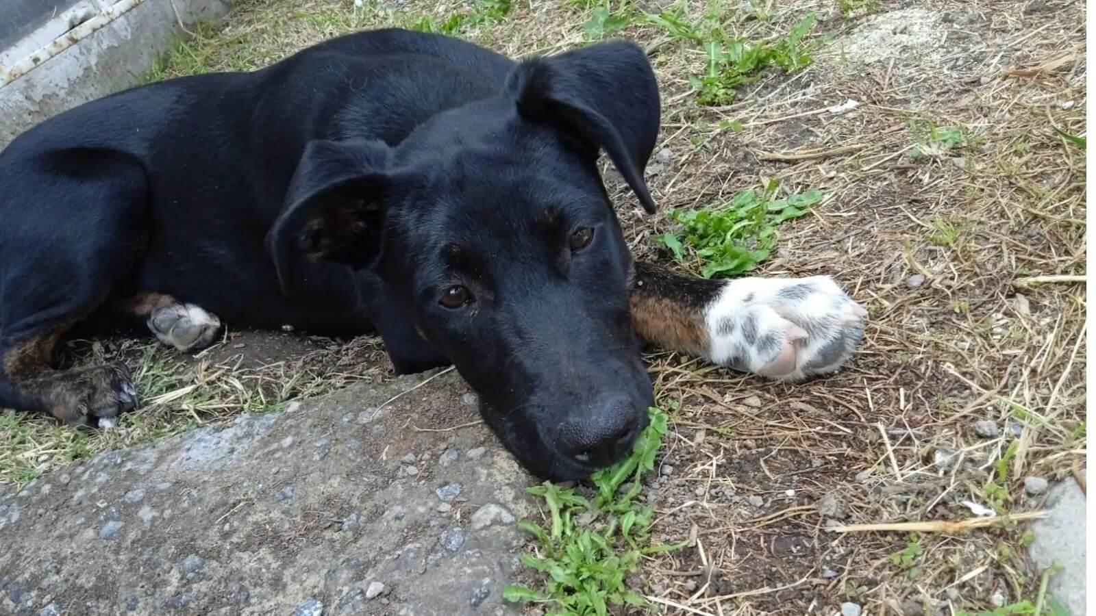 Cachorro jogado na calçada encontra melhor amiga