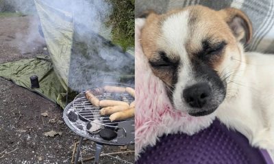 Cachorro perdido volta para casa após tutores passarem cinco dias grelhando seu petisco favorito