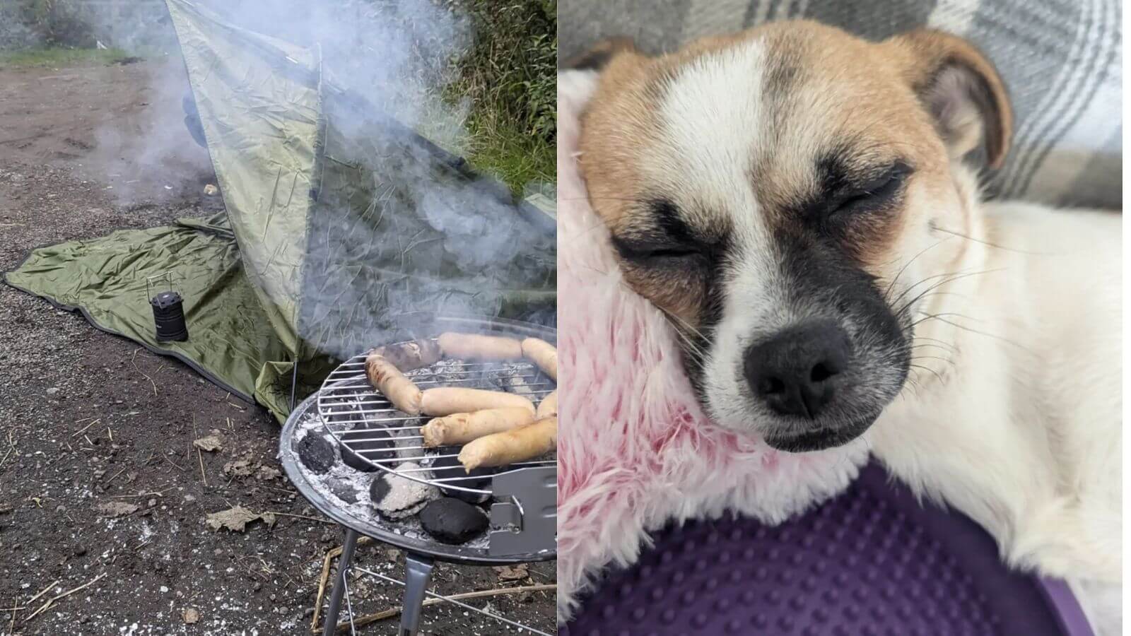 Cachorro perdido volta para casa após tutores passarem cinco dias grelhando seu petisco favorito