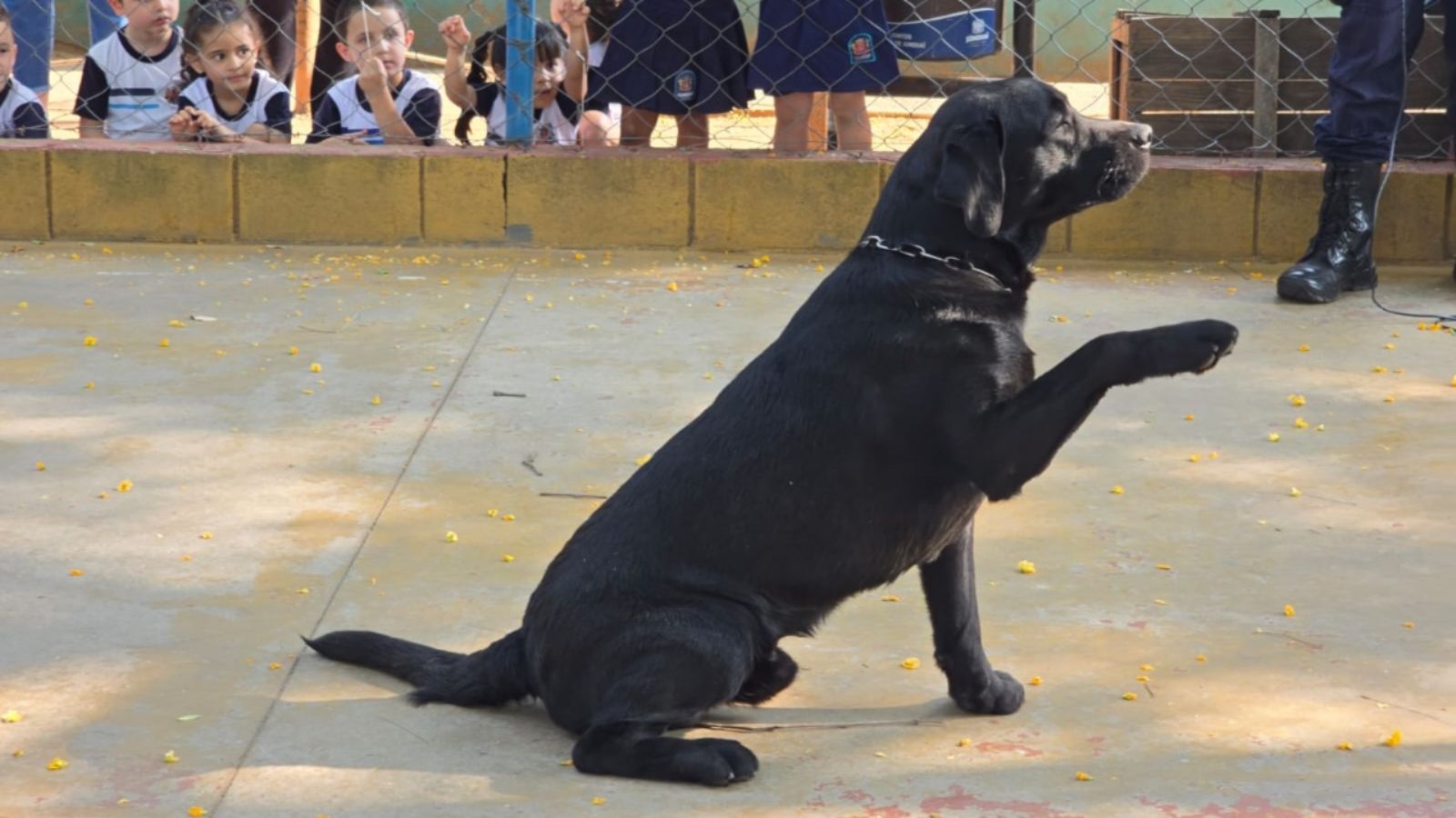 Um dos cães do Canil de Jundiaí