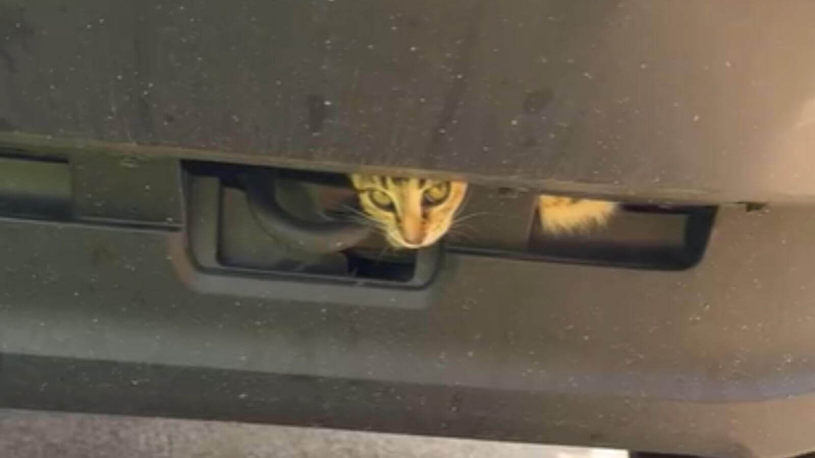 Casal adota gato que estava preso em seu carro