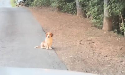 Casal vê cachorro sozinho no meio do nada e descobre triste história por trás do abandono