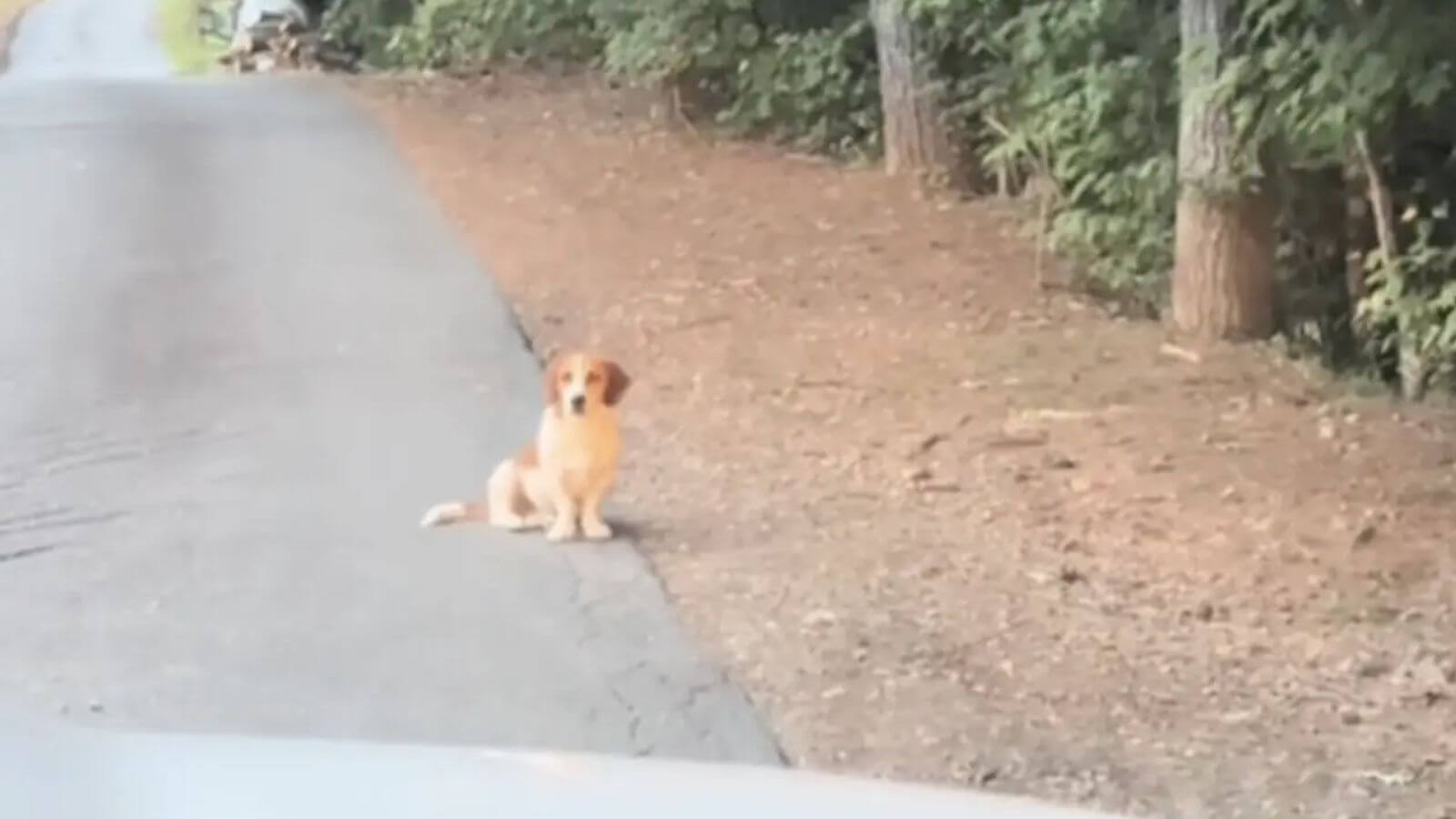 Casal vê cachorro sozinho no meio do nada e descobre triste história por trás do abandono