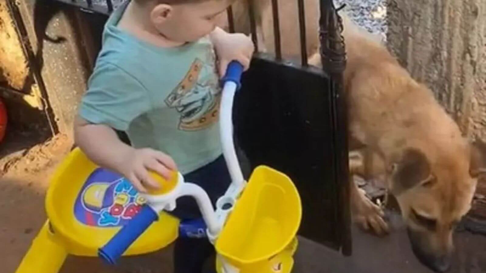 Criança abre portão de casa para adotar cachorro caramelo da rua