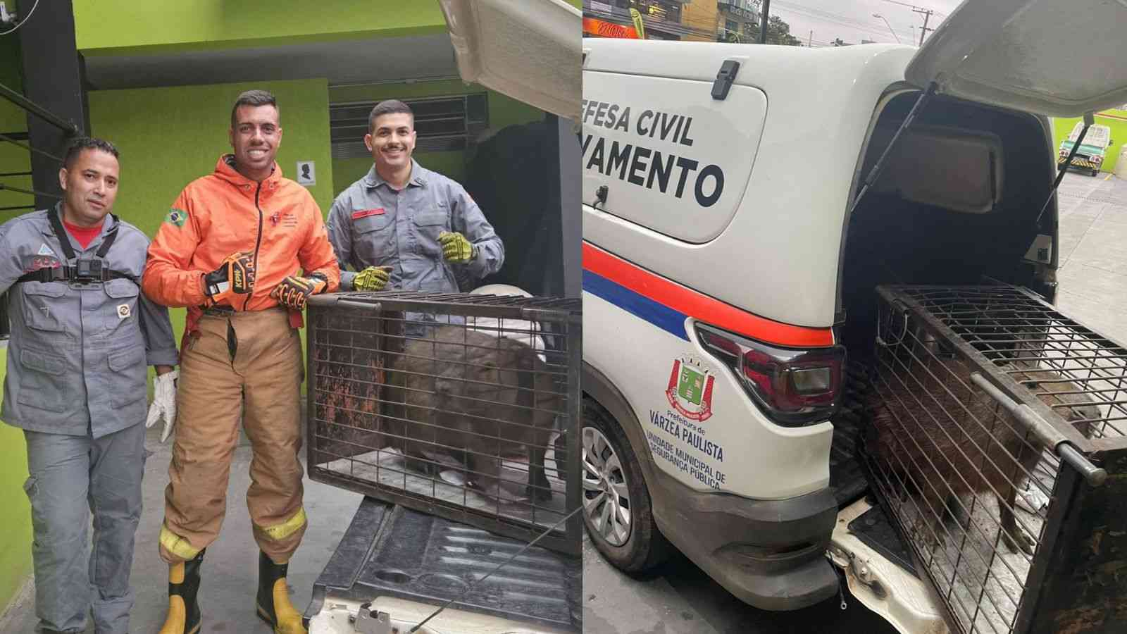 Capivara junto de autoridades, à esquerda; capivara em viatura, à direita.