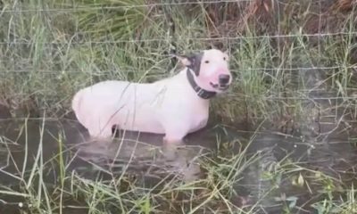 Família amarra cachorro a cerca antes de furacão atingir a cidade