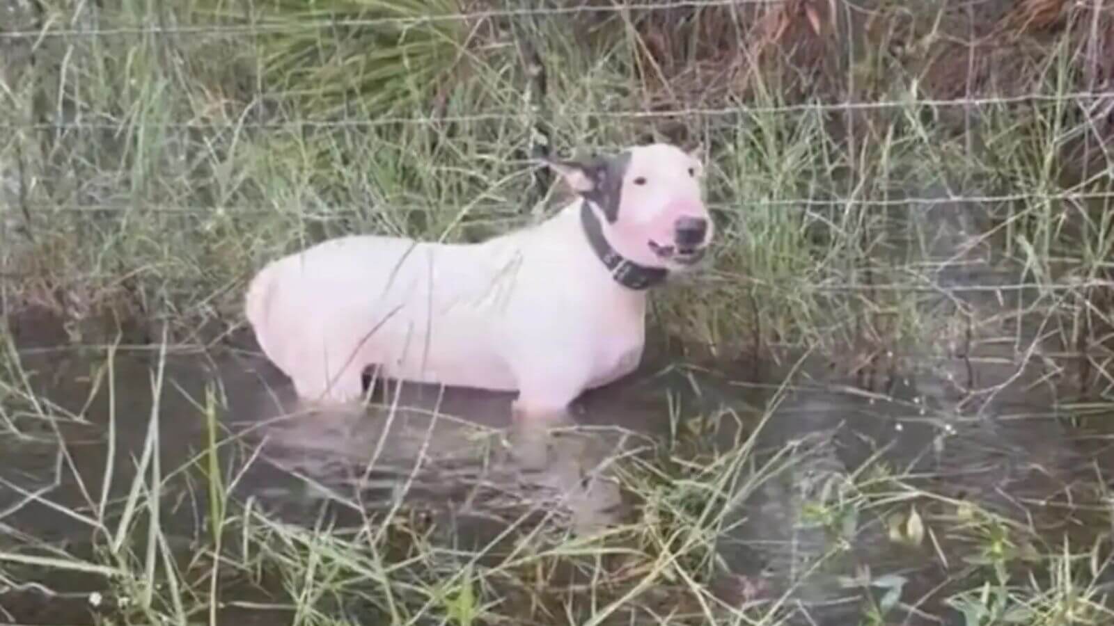 Família amarra cachorro a cerca antes de furacão atingir a cidade