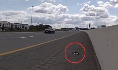 Gato resgatado em rodovia