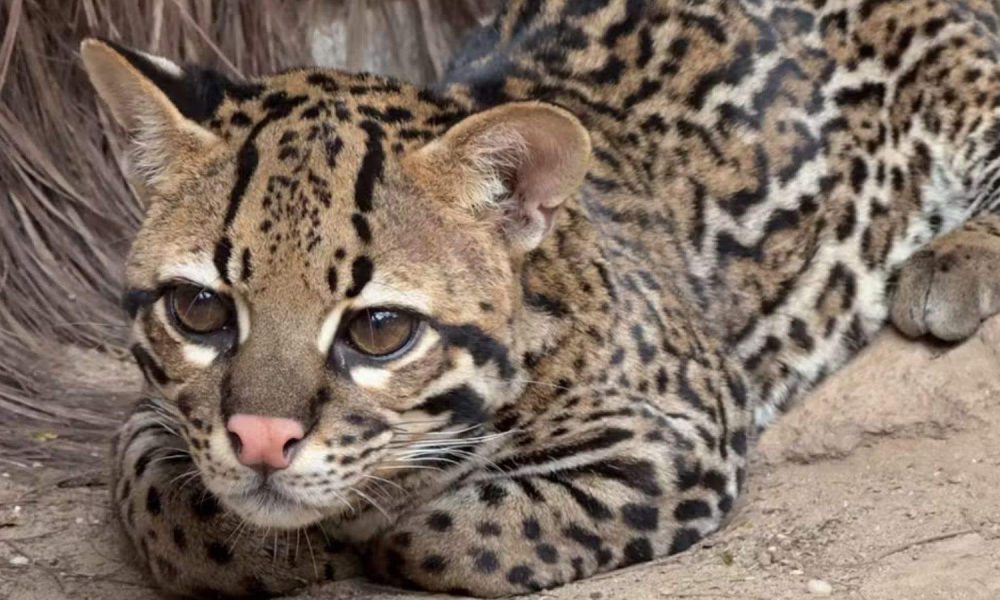 Jaguatirica Esmeralda no zoo de Itatiba