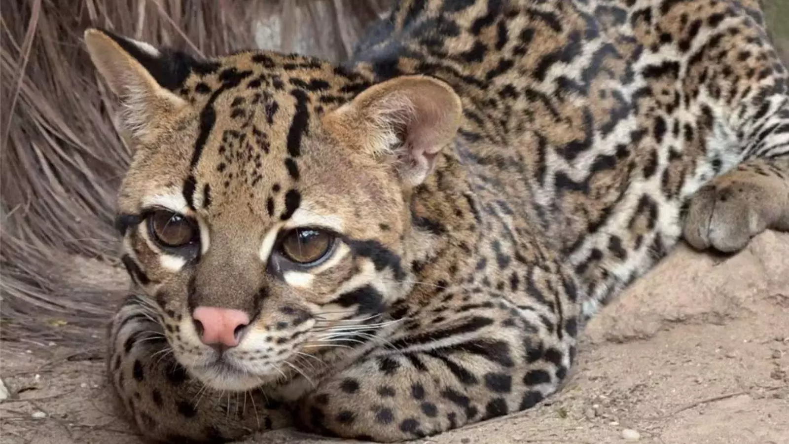 Jaguatirica Esmeralda no zoo de Itatiba