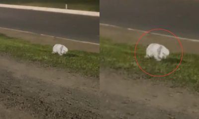 Jovem tenta resgatar cachorro na beira da estrada mas tem surpresa hilária