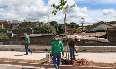 Arborização na Avenida Frederico Ozanan