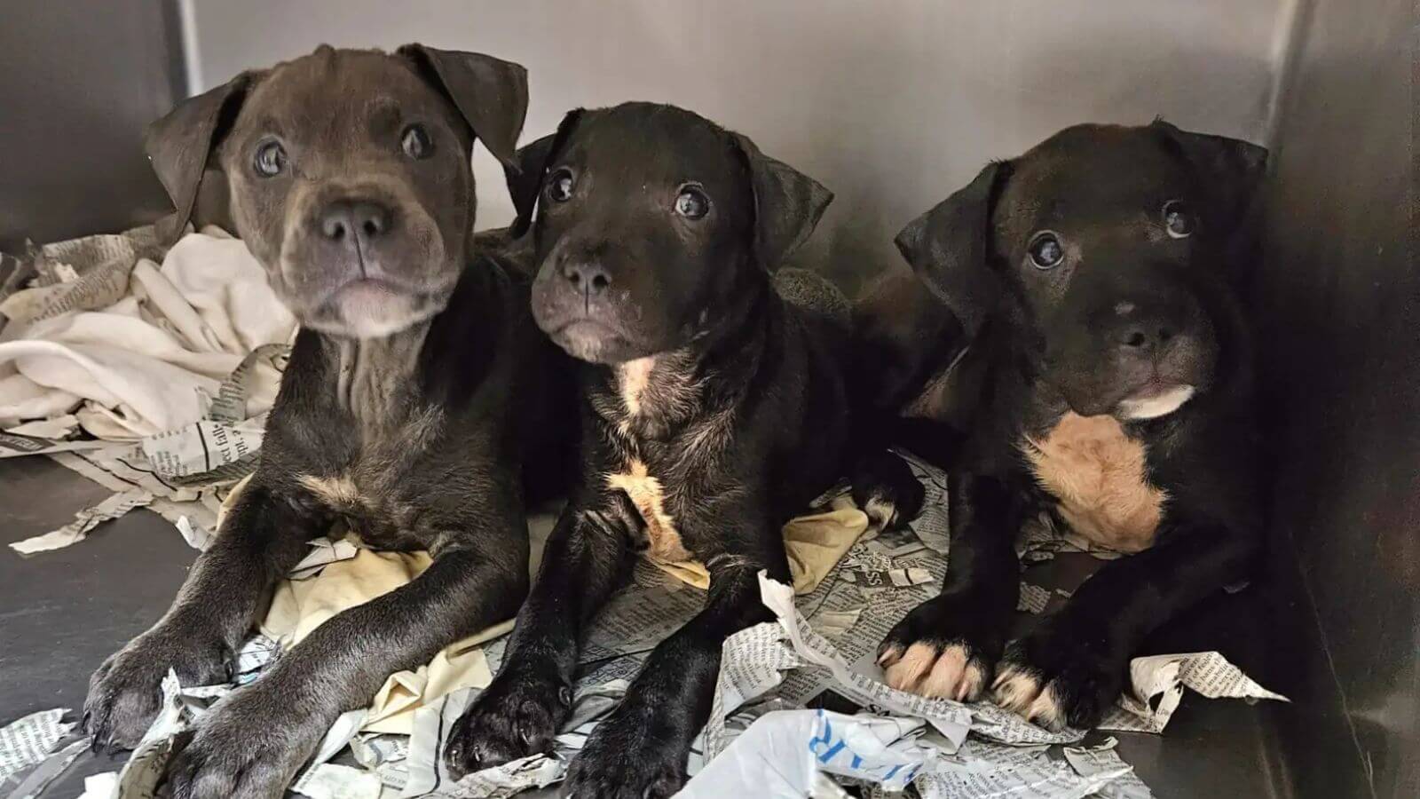 Cachorros abandonados