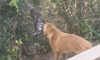 Plantas arrancadas revelam a melhor amizade entre cachorros