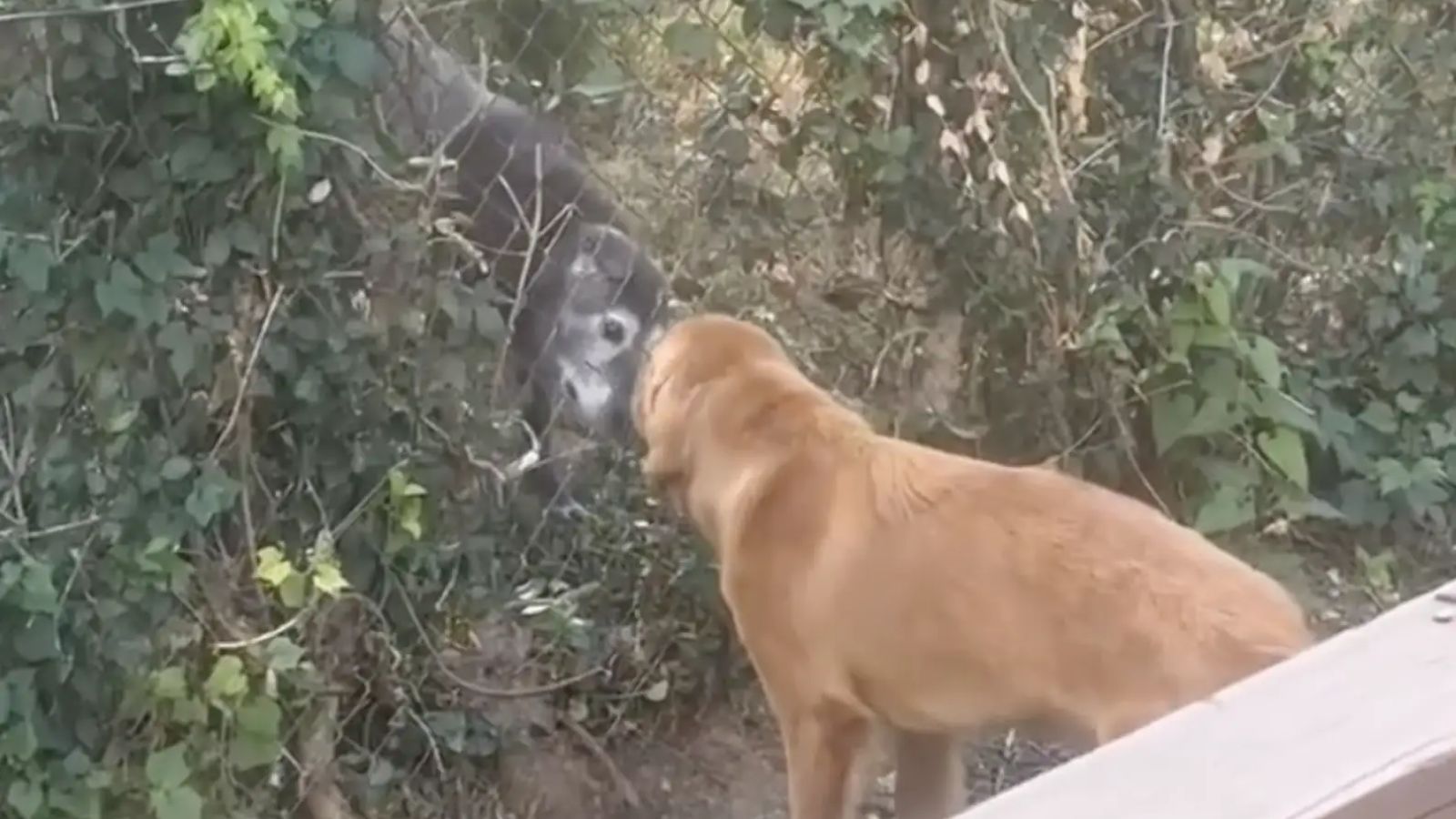 Plantas arrancadas revelam a melhor amizade entre cachorros