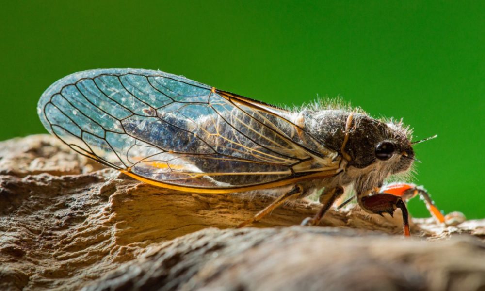 Cigarras