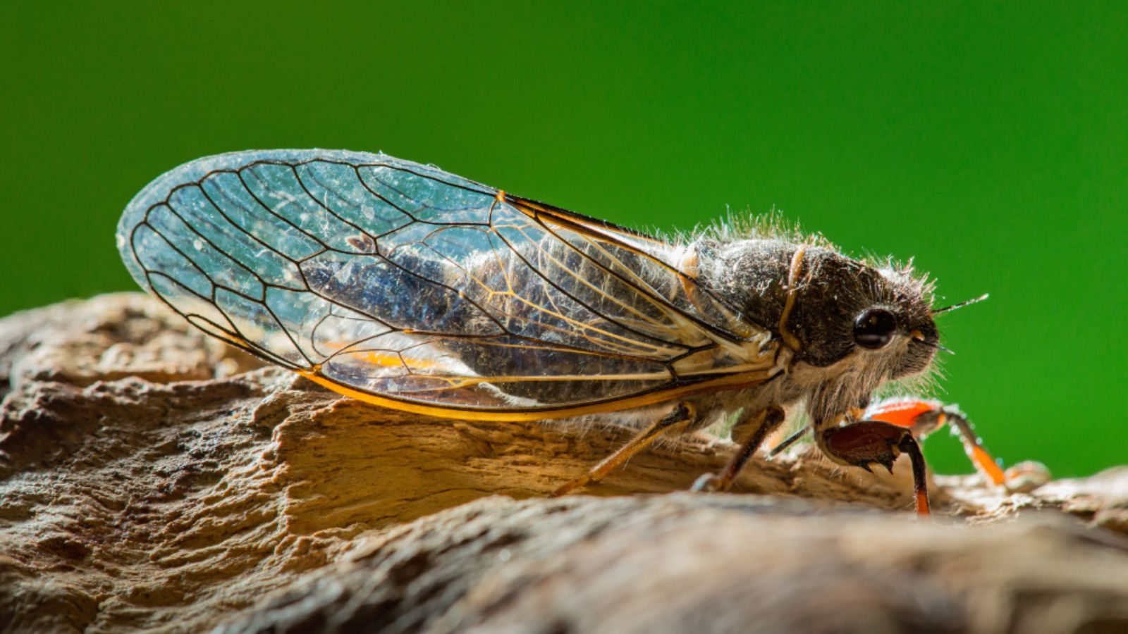 Cigarras