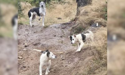 Família de cachorros abandonados são resgatados em estrada