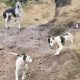 Família de cachorros abandonados são resgatados em estrada