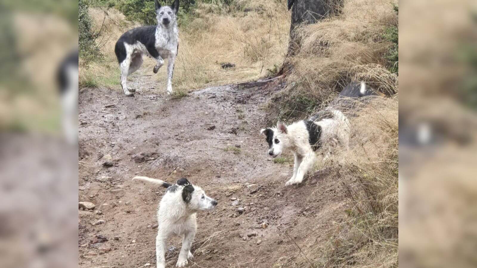 Família de cachorros abandonados são resgatados em estrada