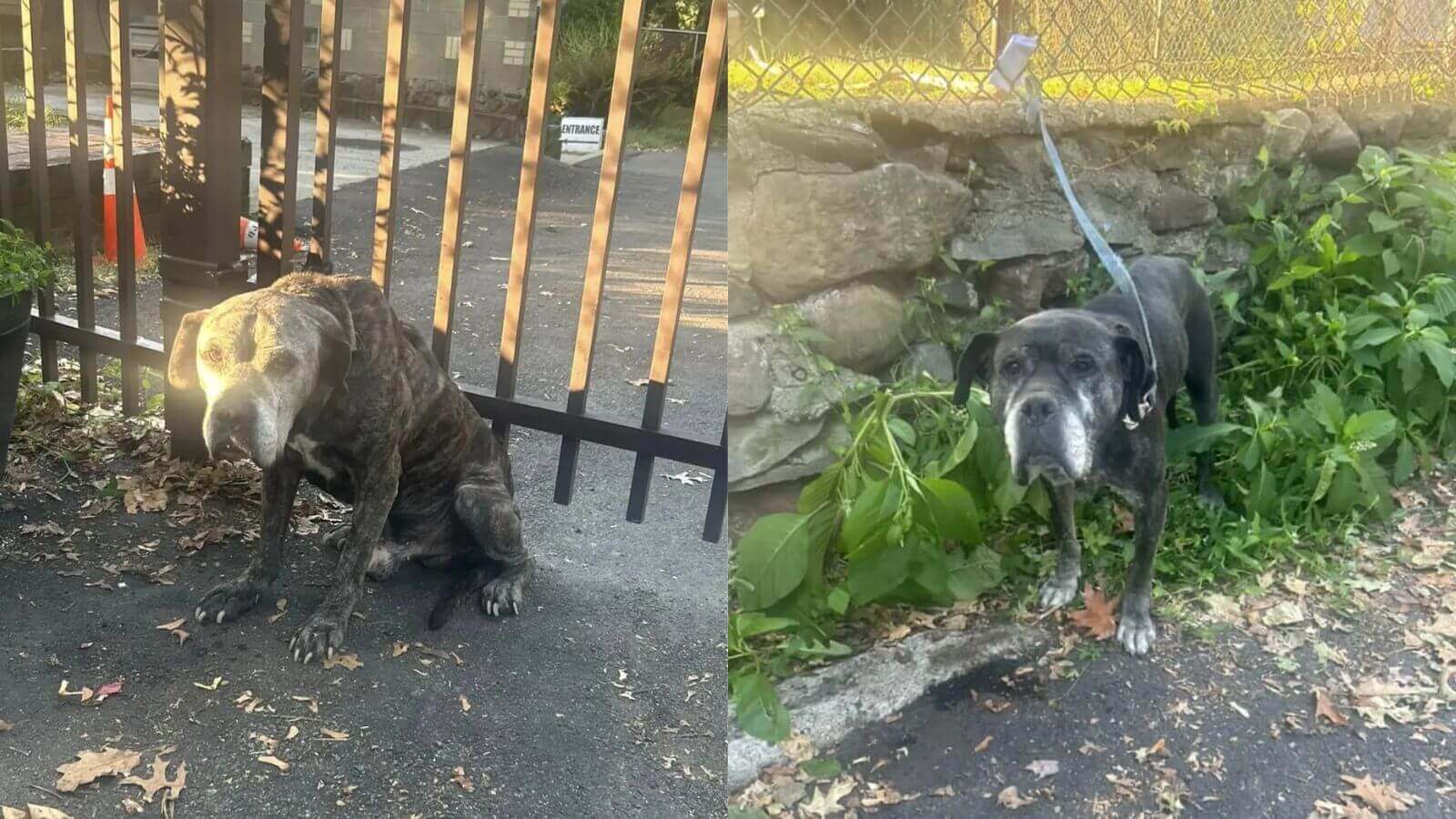 Cachorros idosos abandonados em portão de abrigo