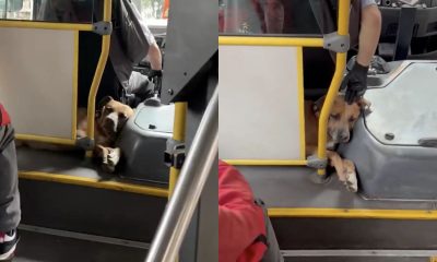 cachorro de motorista de ônibus encanta passageiros