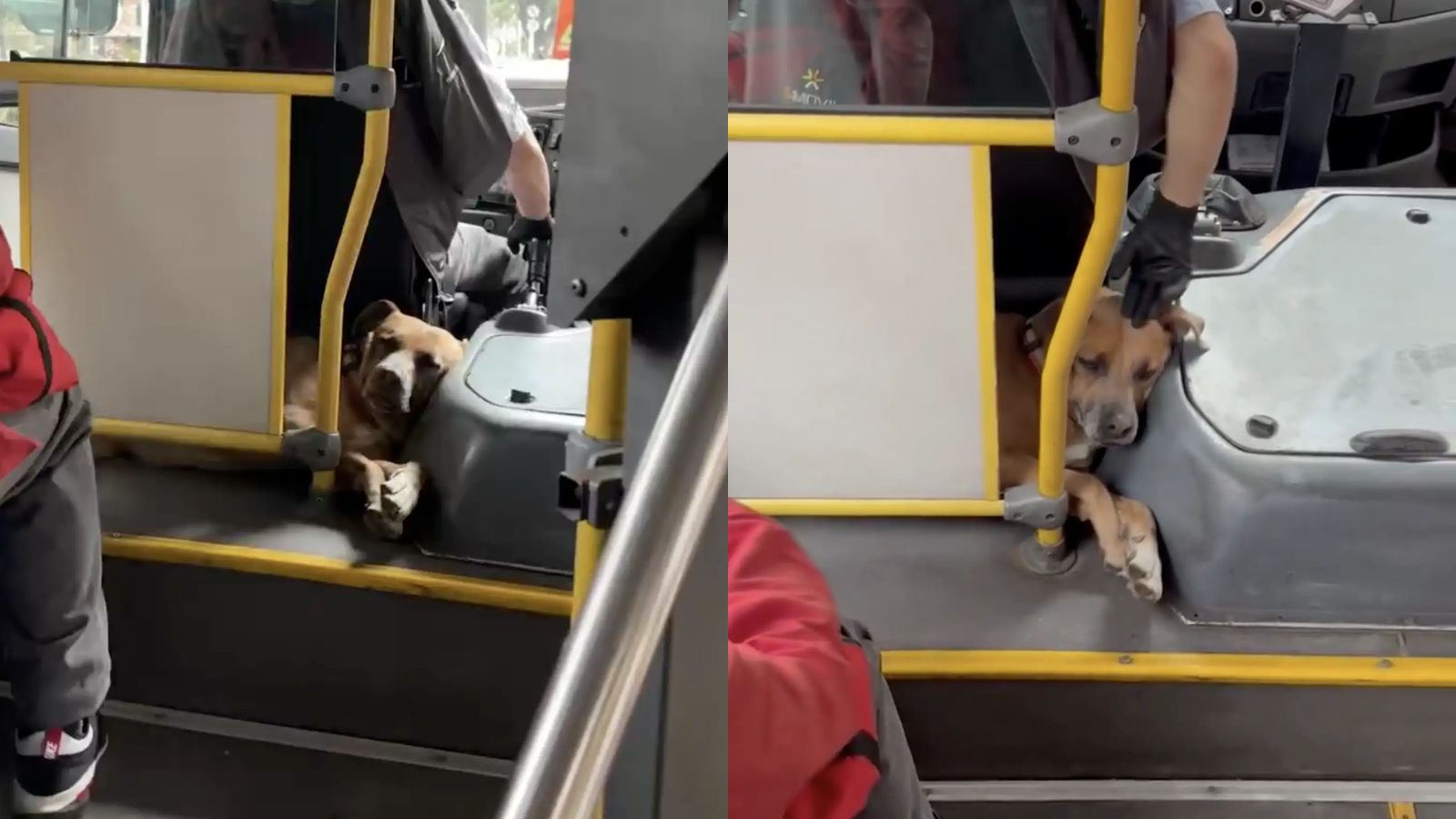 cachorro de motorista de ônibus encanta passageiros