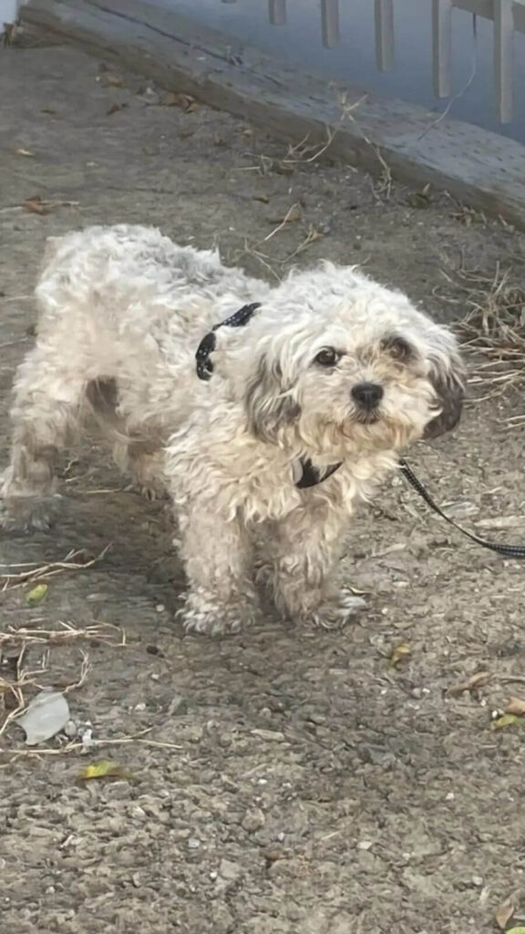 Abandonado e amarrado debaixo do sol, cachorro é resgatado bem a tempo