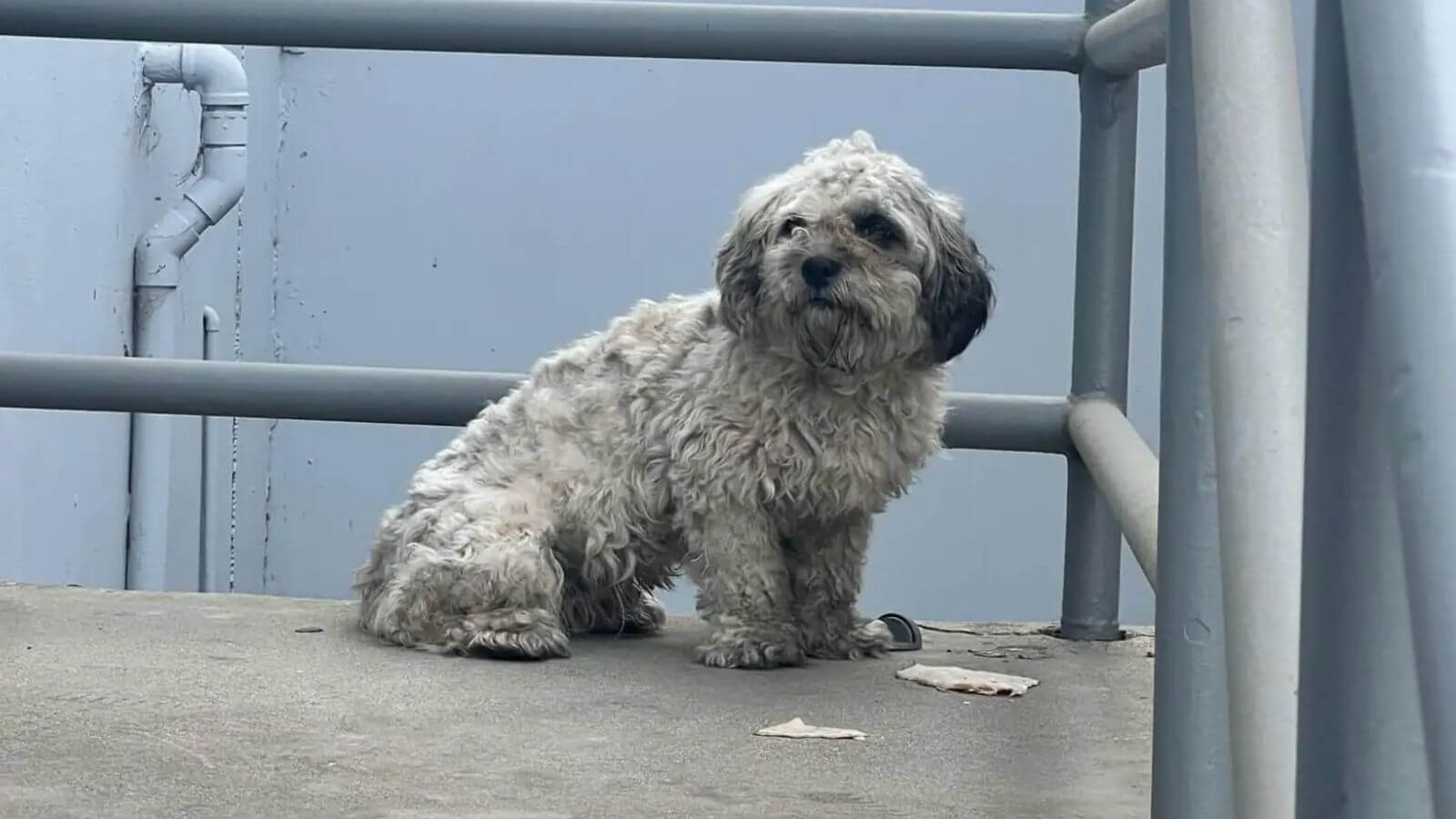 Abandonado e amarrado debaixo do sol, cachorro é resgatado bem a tempo