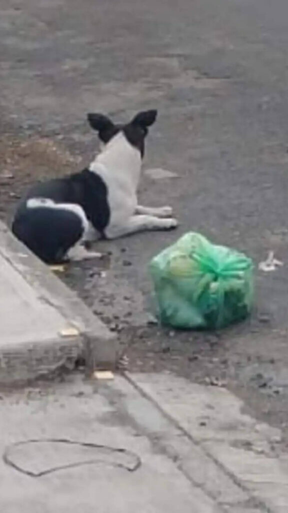 Após ser abandonado com seus brinquedos, cachorro encontra família de verdade