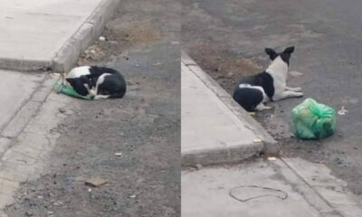 Após ser abandonado com seus brinquedos, cachorro encontra família de verdade