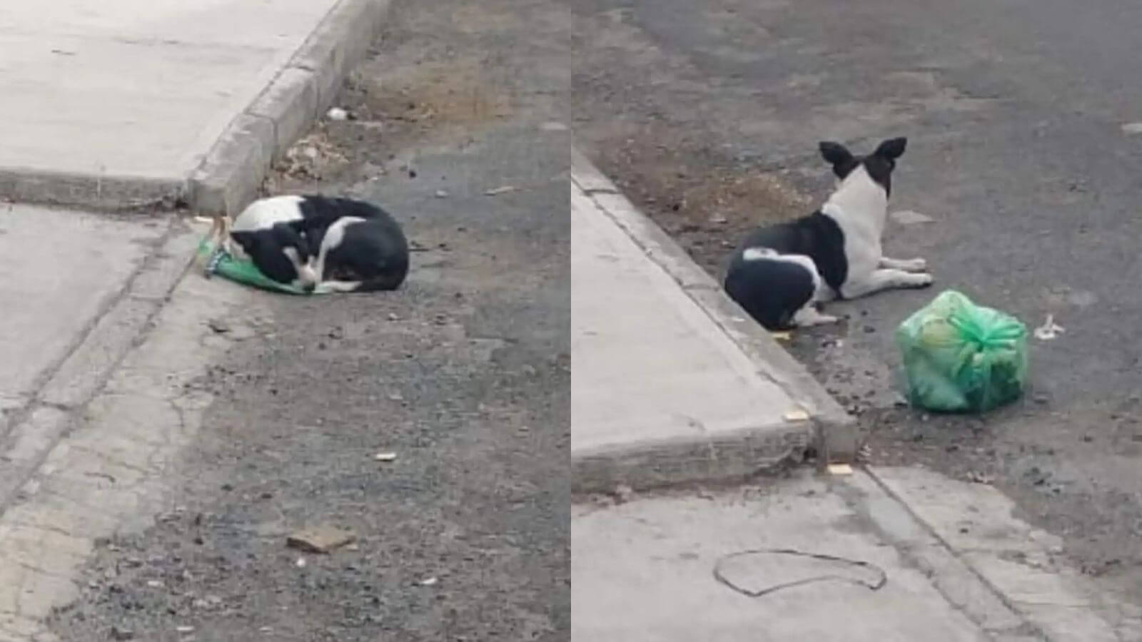 Após ser abandonado com seus brinquedos, cachorro encontra família de verdade