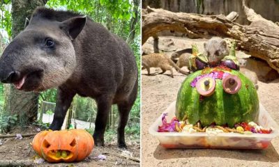 Animais do Zooparque