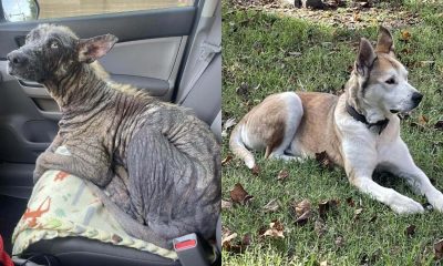 Cachorro de rua com pele de pedra se transforma no pet mais fofo em semanas