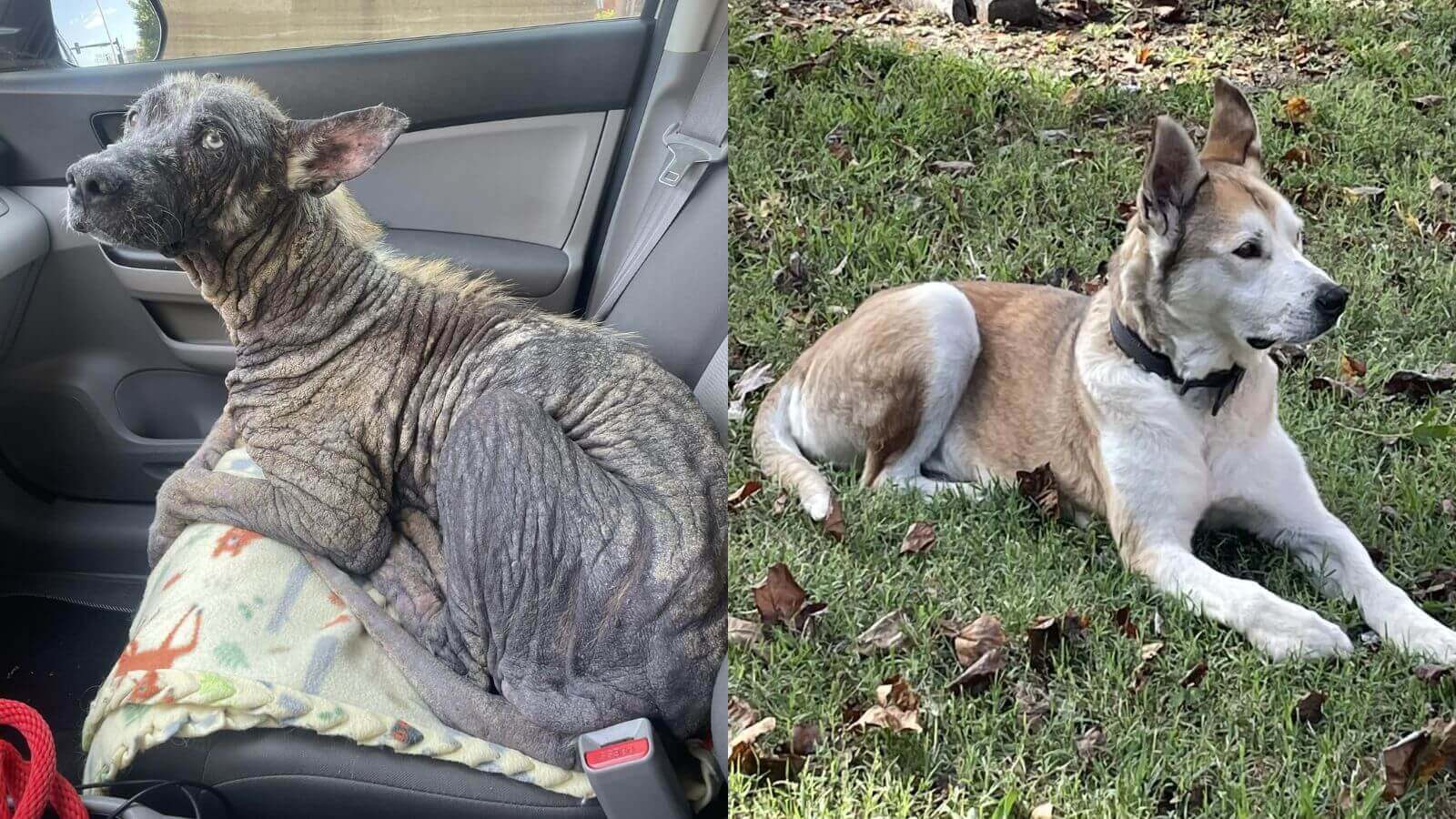 Cachorro de rua com pele de pedra se transforma no pet mais fofo em semanas